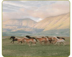 Where Have The Wild Horses Gone? - Articles In Common