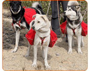 Backpacking Tahoe Rim with Dogs - Articles In Common